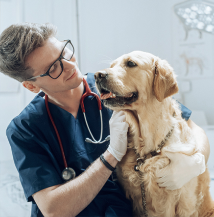 veterinarian-with-golden-retriever