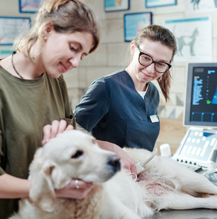 veterinary-clinic-staff-with-golden-retriever