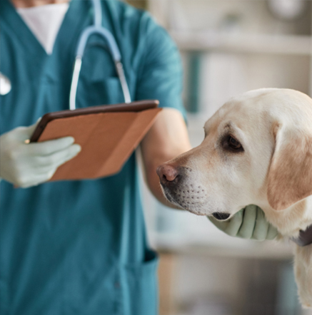 veterinarian-with-labrador
