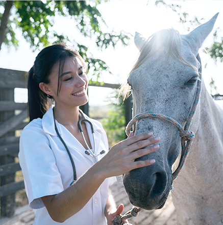 Veterinarian_horse