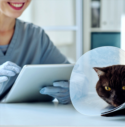 veterinarian-with-tablet-and-cat-on-table