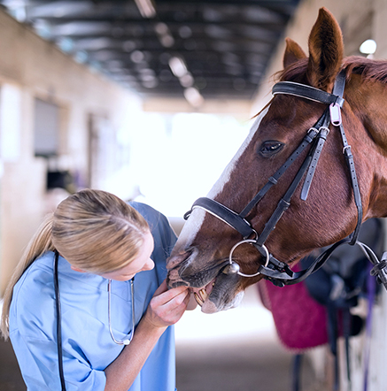 Veterinarian_stable_horse