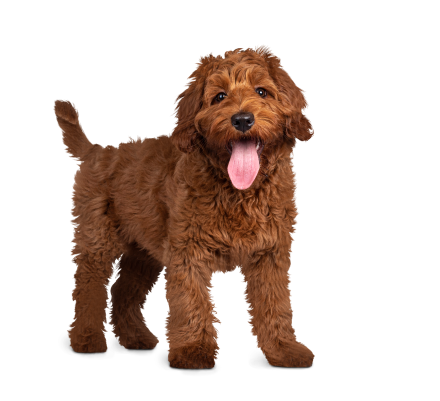 Dog_brown_curly