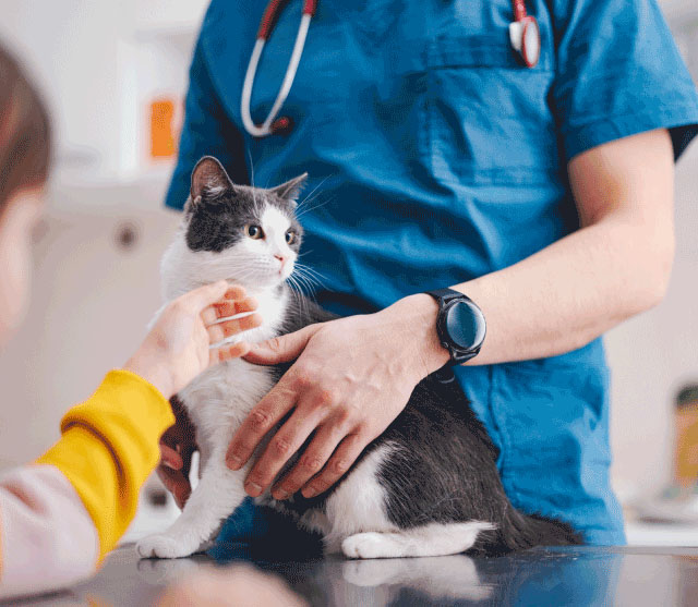 veterinarian-with-white-and-gray-cat
