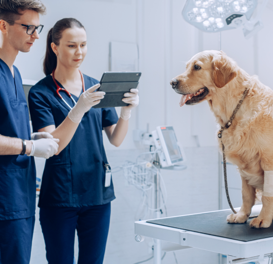 veterinarians-and-golden-retriever-dog