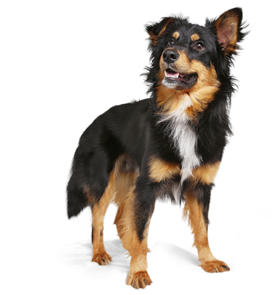 Book a demo_landing page_dog 1