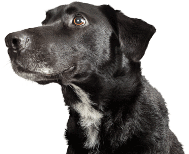 black-dog-headshot