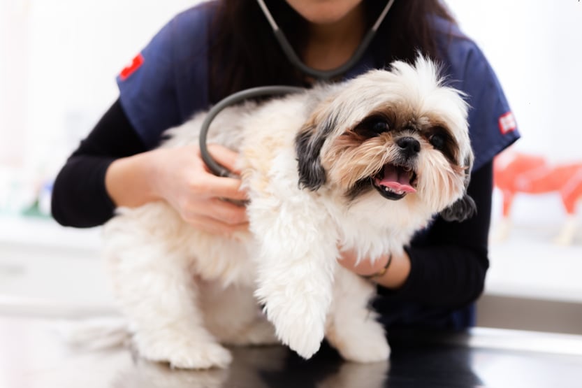 Veterinarian_with_dog