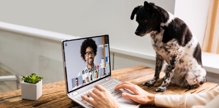 dog_video_call