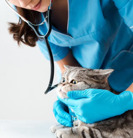 veterinary-medicine