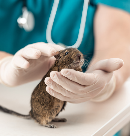 veterinarian-with-rodent