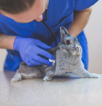 veterinarian-with-rabbit