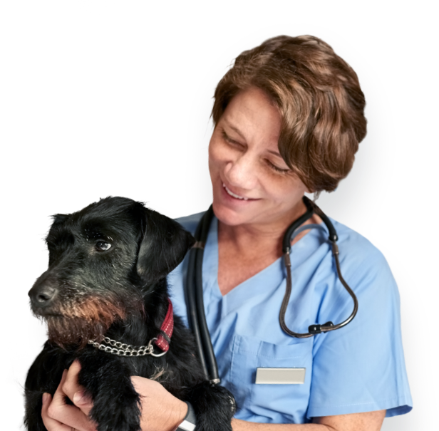 vet-dog_shadow-2-1