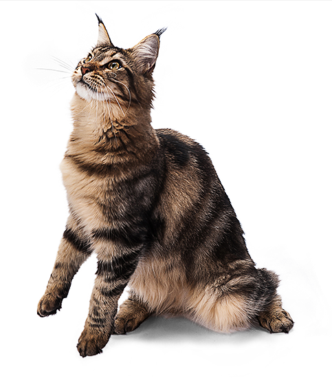Cloudsource_cat-2