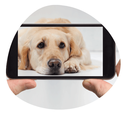 golden-retriever-2