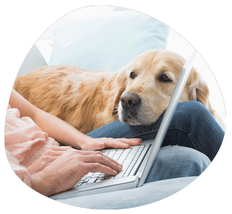golden-retriever-laptop