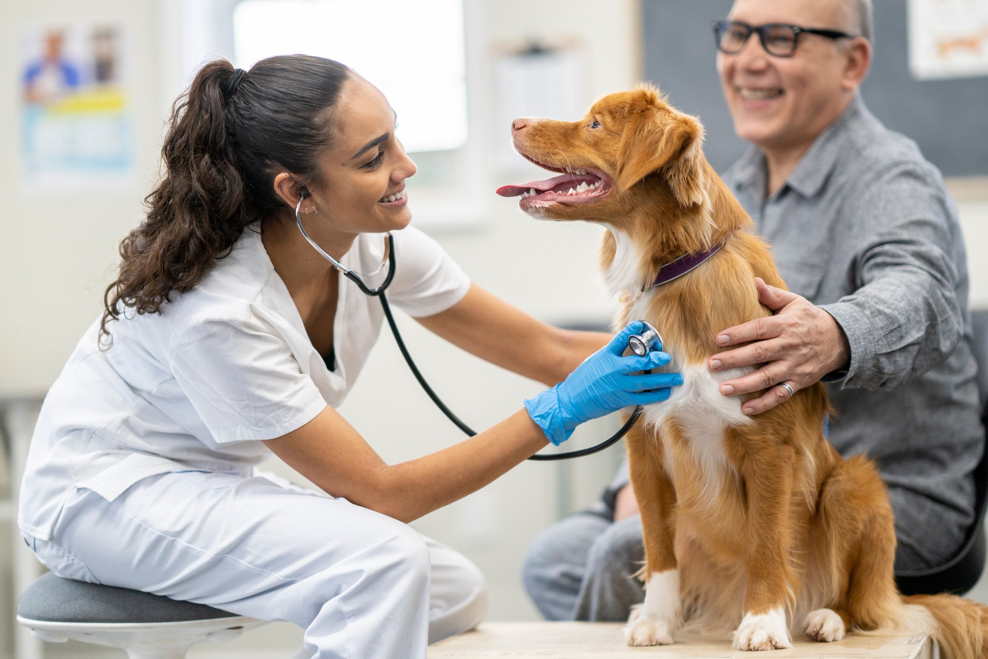 veterinarian-and-white-and-brown-dog