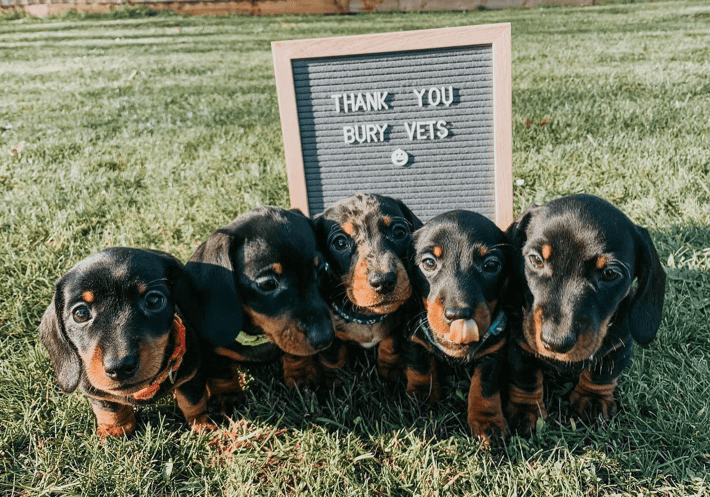 five-black-puppies