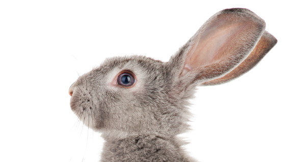 rabbit-profile-headshot