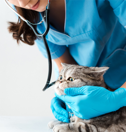 veterinarian-with-gray-cat