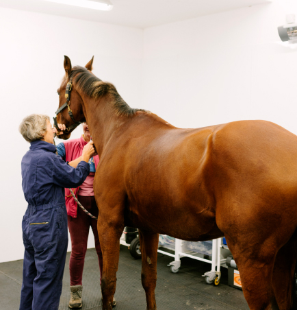 equine veterinarian