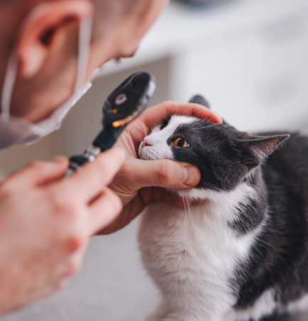 veterinarian-checking-black-and-white-cat