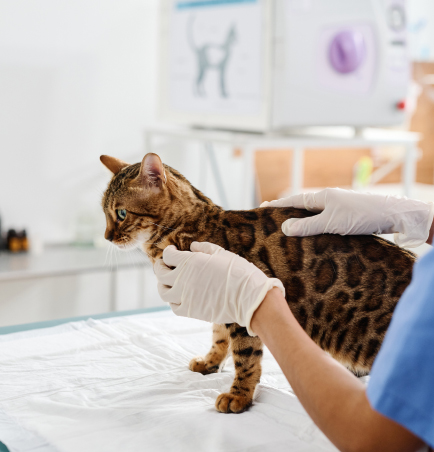 veterinarian-with-cat