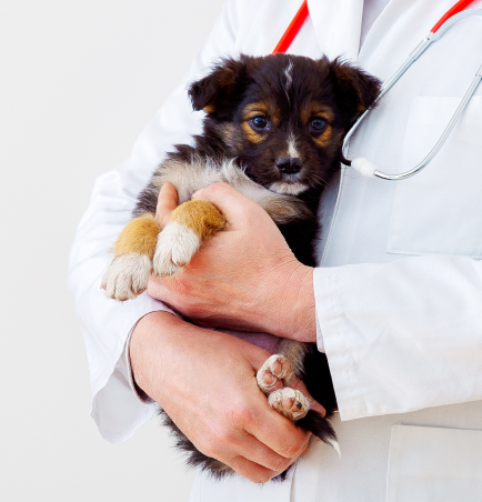 veterinarian-holding-small-dog