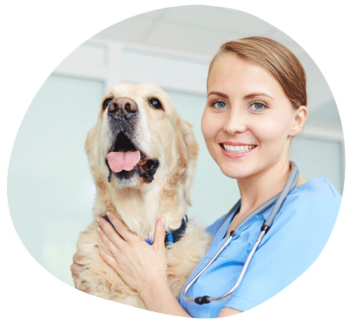 vet-and-dog