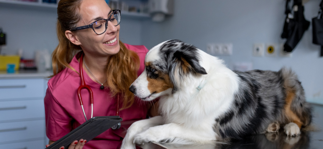 veterinarian-and-australian-shepherd