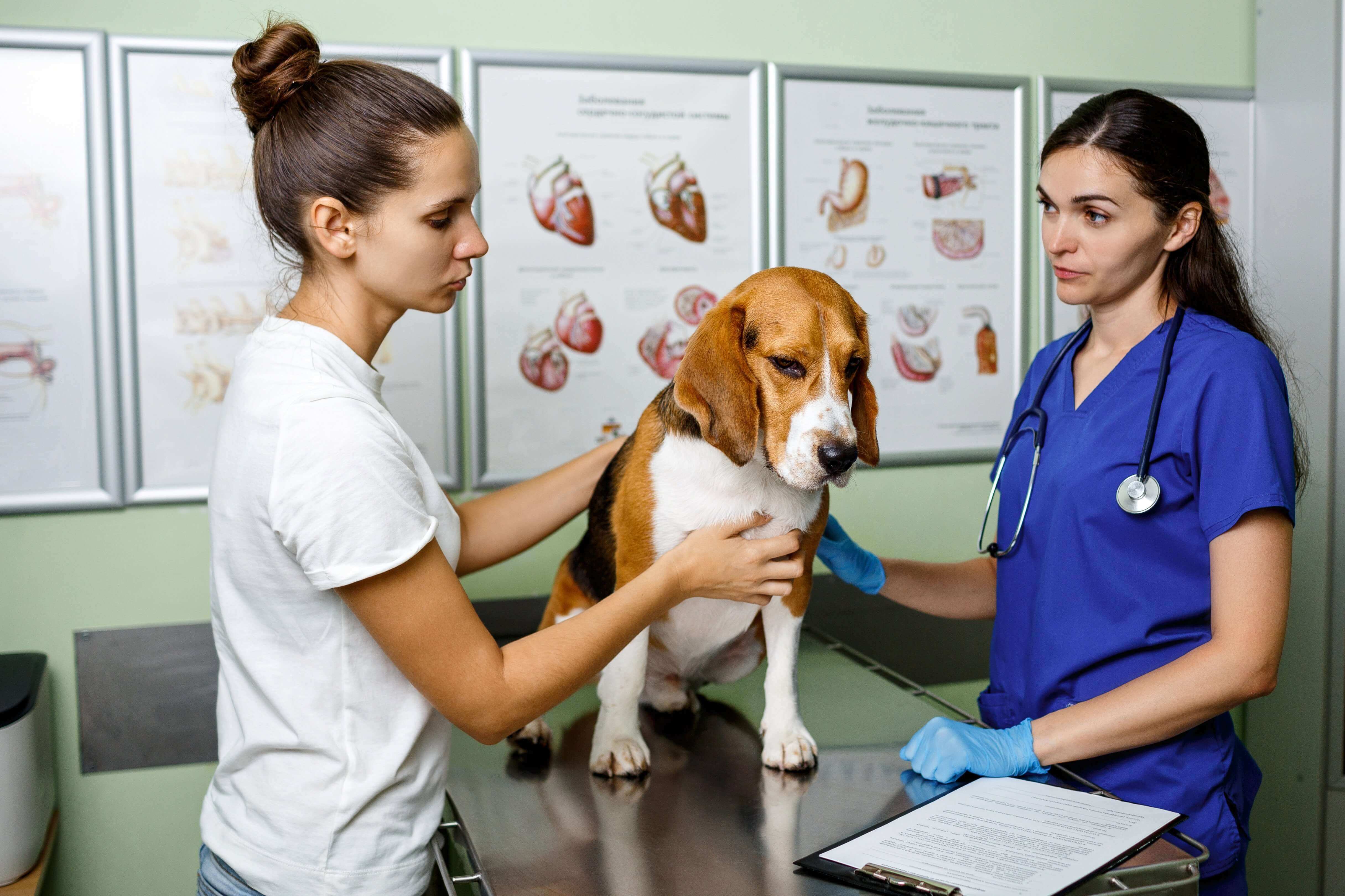 How can technology streamline veterinary workflows?
