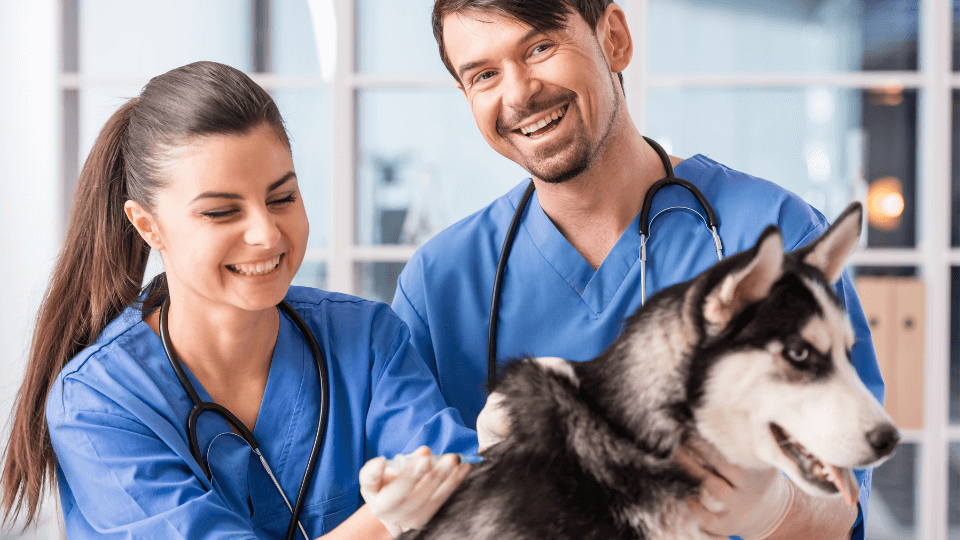 5 formas de aumentar la moral de los empleados veterinarios (y por qué es importante)