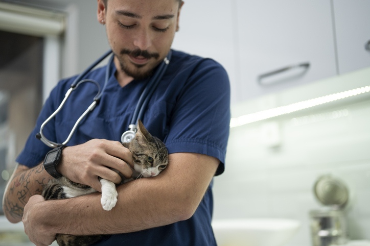 Charging what you're worth: How to set veterinary telemedicine fees