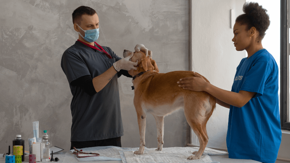 Eficiencia empresarial en mi clínica veterinaria, ¿cómo se consigue?