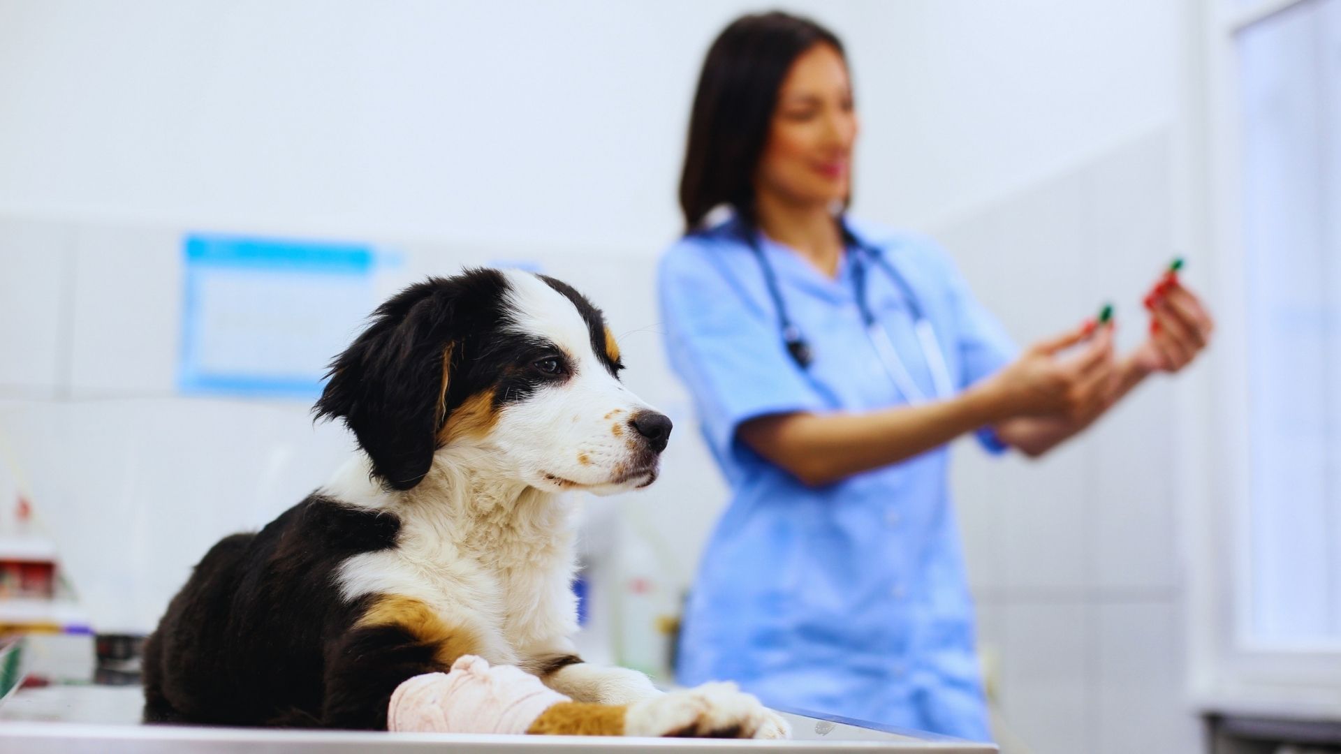 5 questions to ask when searching for veterinary practice management software