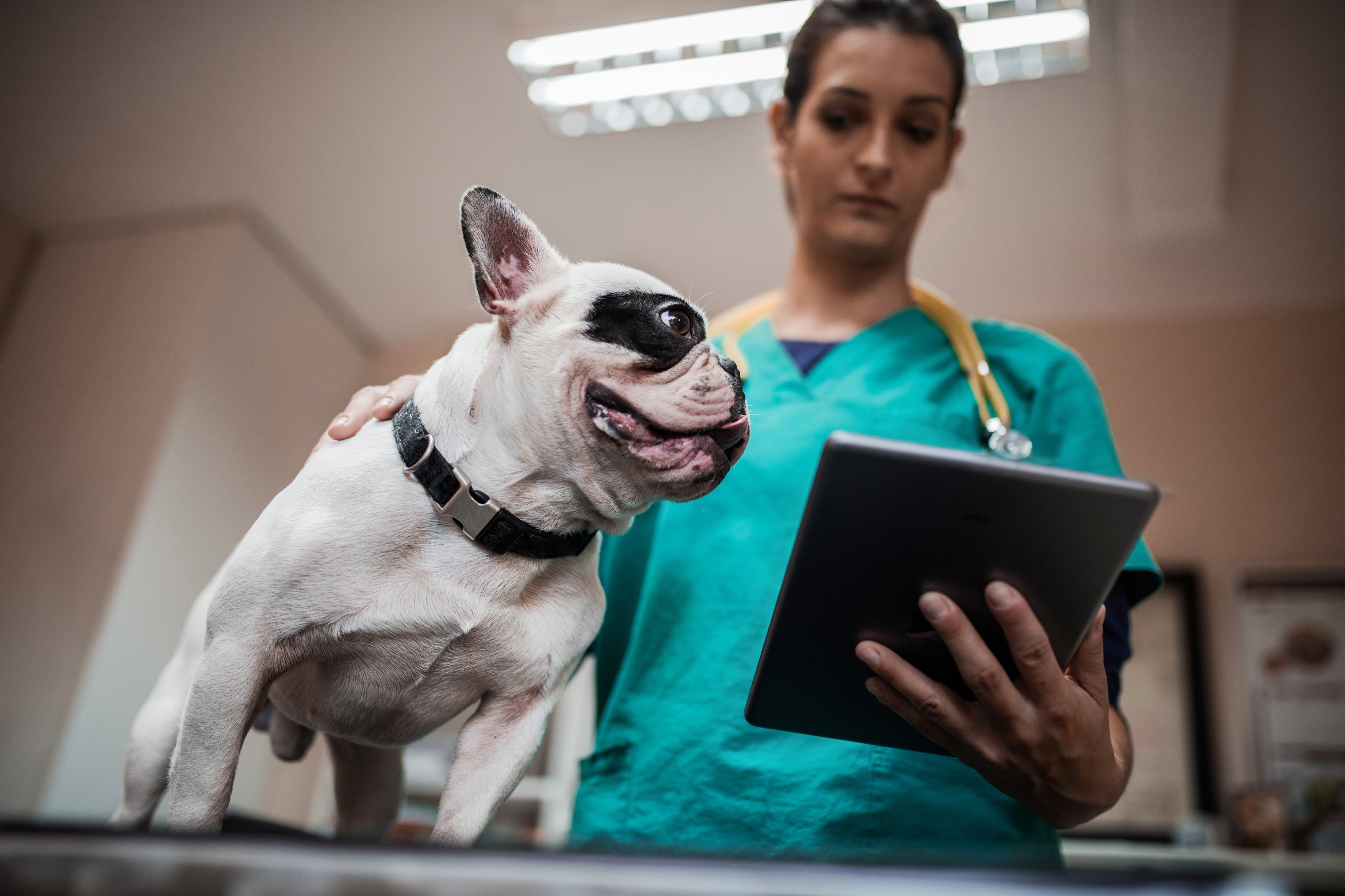 8 Leggende sui Gestionali Veterinari in Cloud