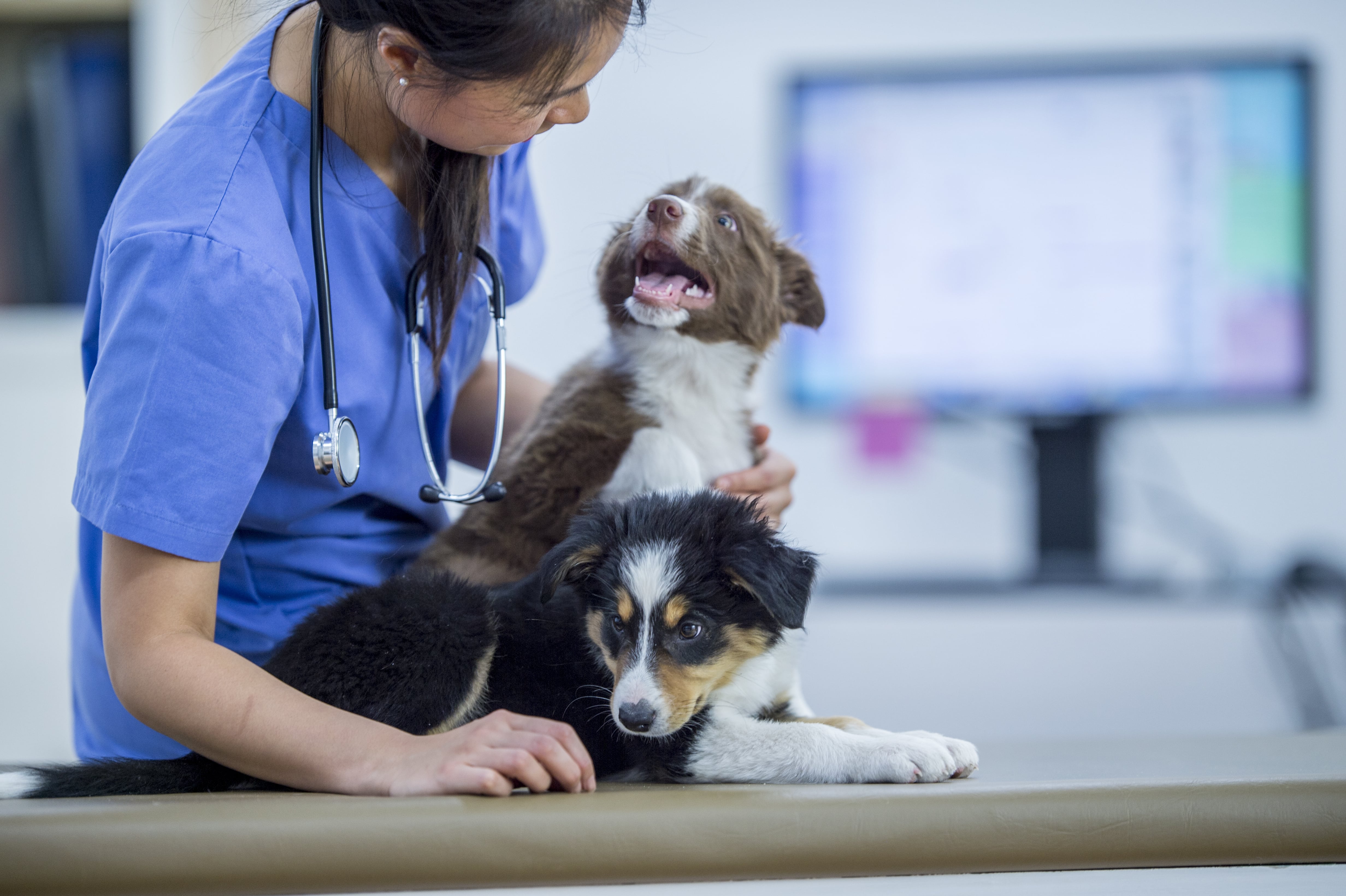 8 myths about cloud-based veterinary software