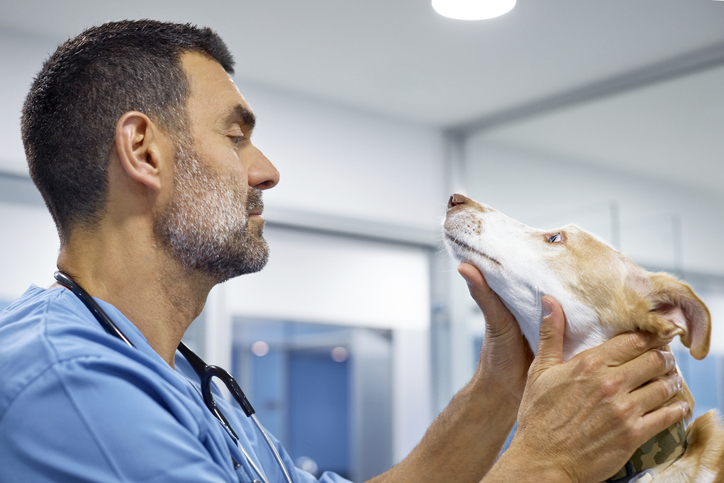 5 steps to empower veterinary technicians to their fullest abilities