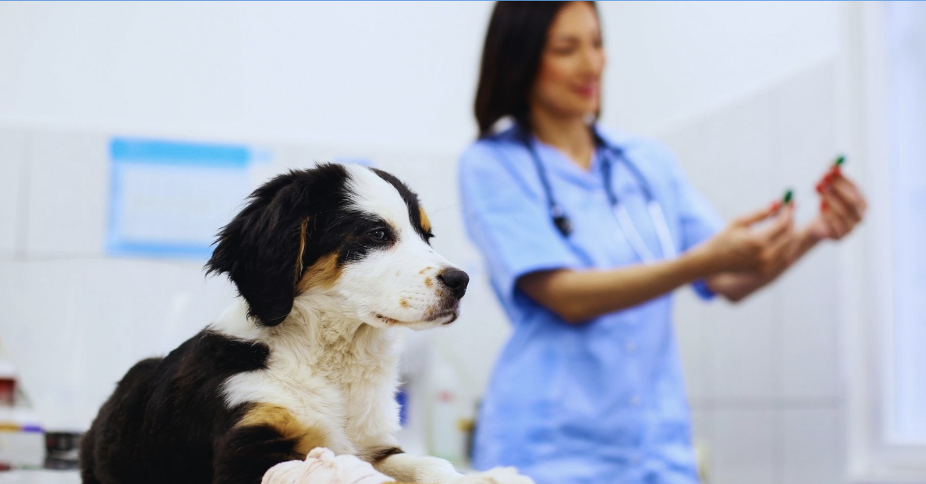 5 frågor att ställa när du letar efter ett nytt journalsystem för din veterinärverksamhet